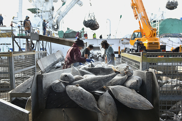 鰹の水揚げ-枕崎漁港