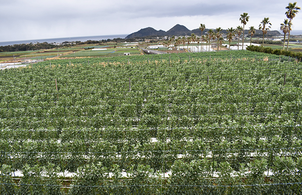 そら豆-指宿のそら豆畑