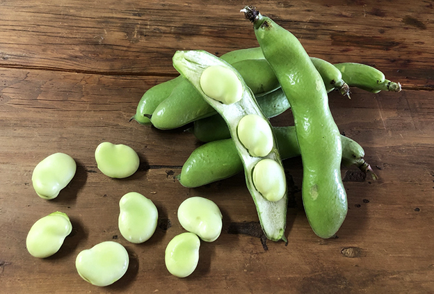 そら豆-新鮮