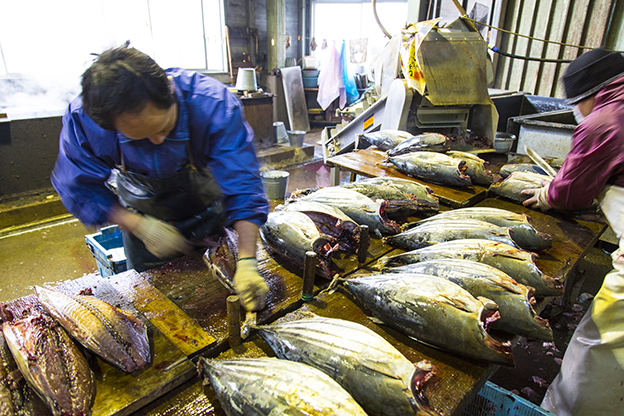 鰹節-製造過程-枕崎