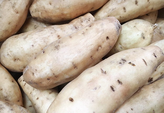 芋焼酎の原料-コガネセンガン