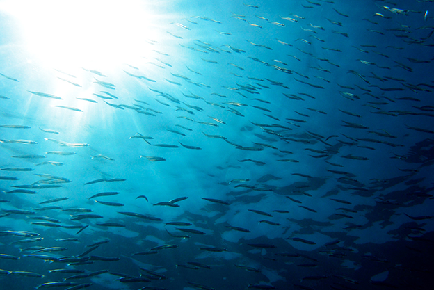 キビナゴ-海の中