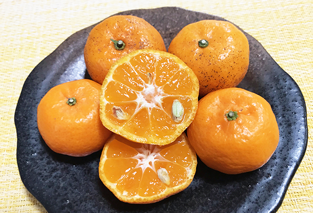 桜島小みかん-種あり