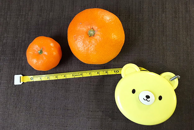 桜島小みかん-温州みかん