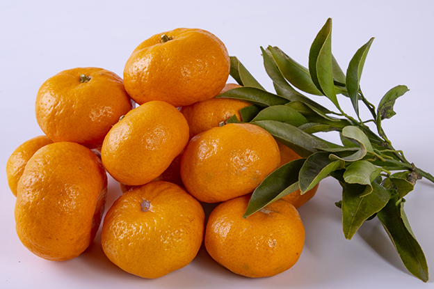 桜島小みかん-集合1