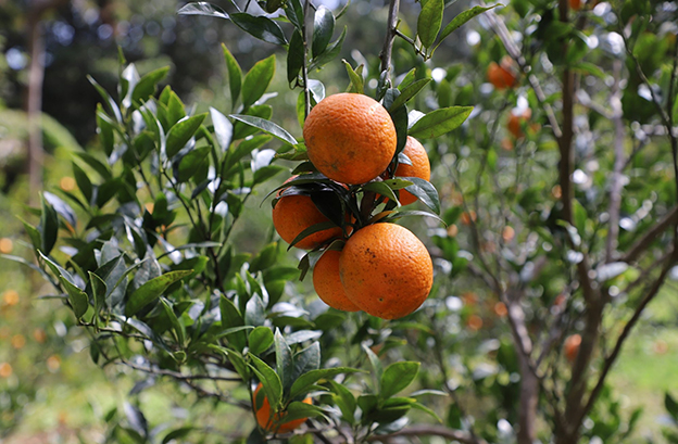 木に実る-タンカン