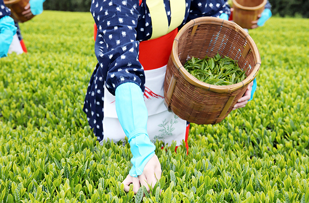 茶葉-女性-手摘み